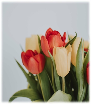 Tulipes - comment conserver un bouquet de fleurs - blog - Bouqueternel